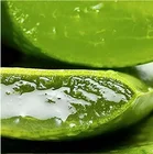 Aloe Vera Face Cream Moisturizing Cream 100% Natural Moisturizer Perfect Aloe Vera Gel For Face Cream
