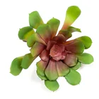 Plants Manufacturer Sale Wholesale Artificial Plants Fashion Style Lovely Succulent Plants Artificial