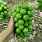 Grapes Quality Assurance Delicious Sweet 95-100% Maturity Natural Class A Green Chinese Fresh Grapes