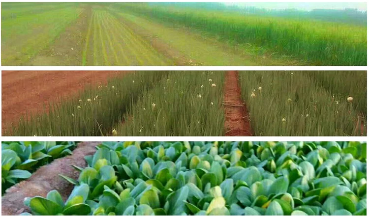 Automatic Vegetable Precise Sower / Vegetable Seeder / Vegetable Planter