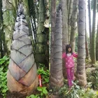 Seeds Hua Xian Zi 2021 Limited Supply Largest Tropical Bamboo Giant Bamboo Seeds