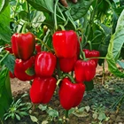 Seeds Sweet Pepper Wonder F1 Vegetable Seeds Bell Hybrid F1 Red Sweet Pepper Seeds For Planting