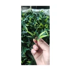 Landscaping Factory Price Decorative Landscaping Ornamental Garden Hotel Indoor Artificial Synthetic Green Plants