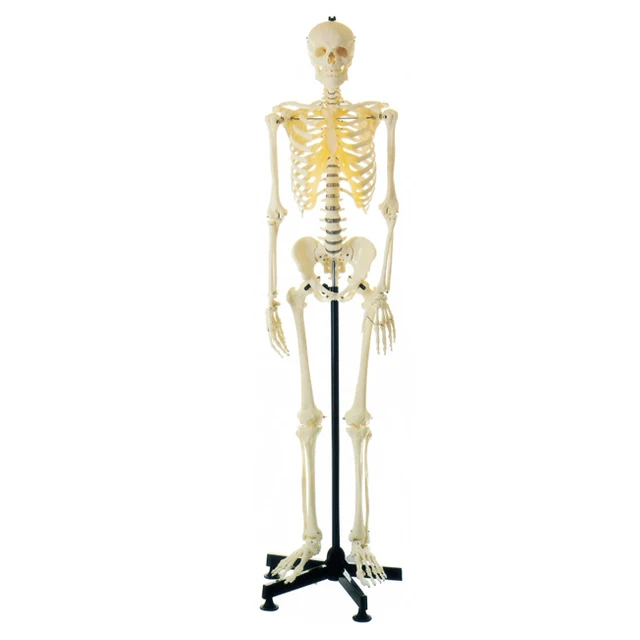 Medical Models Human Body Anatomical Artificial Skeleton Model Real Size GD/A11101