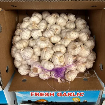 Best Price High Quality Organic Healthy Natural Peeled Frozen Garlic Cloves Pods Cubes Freezing Wholesale Price Bulk