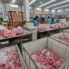 Fruits Fuji Apples Fujiapple China New Fresh Fruits Red Fuji Apples With High Quality