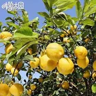 Fruit Montale High Quality Best Price Fresh Fruit Lemon In Sichuan