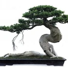 real bonsai tree Ficus microcarpa seeds from China