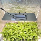 New Chip Led Led Uv Led Grow Light New Design Lm301B 301H Chip High PPFD IR UV 240W LED Grow Light Hydroponic