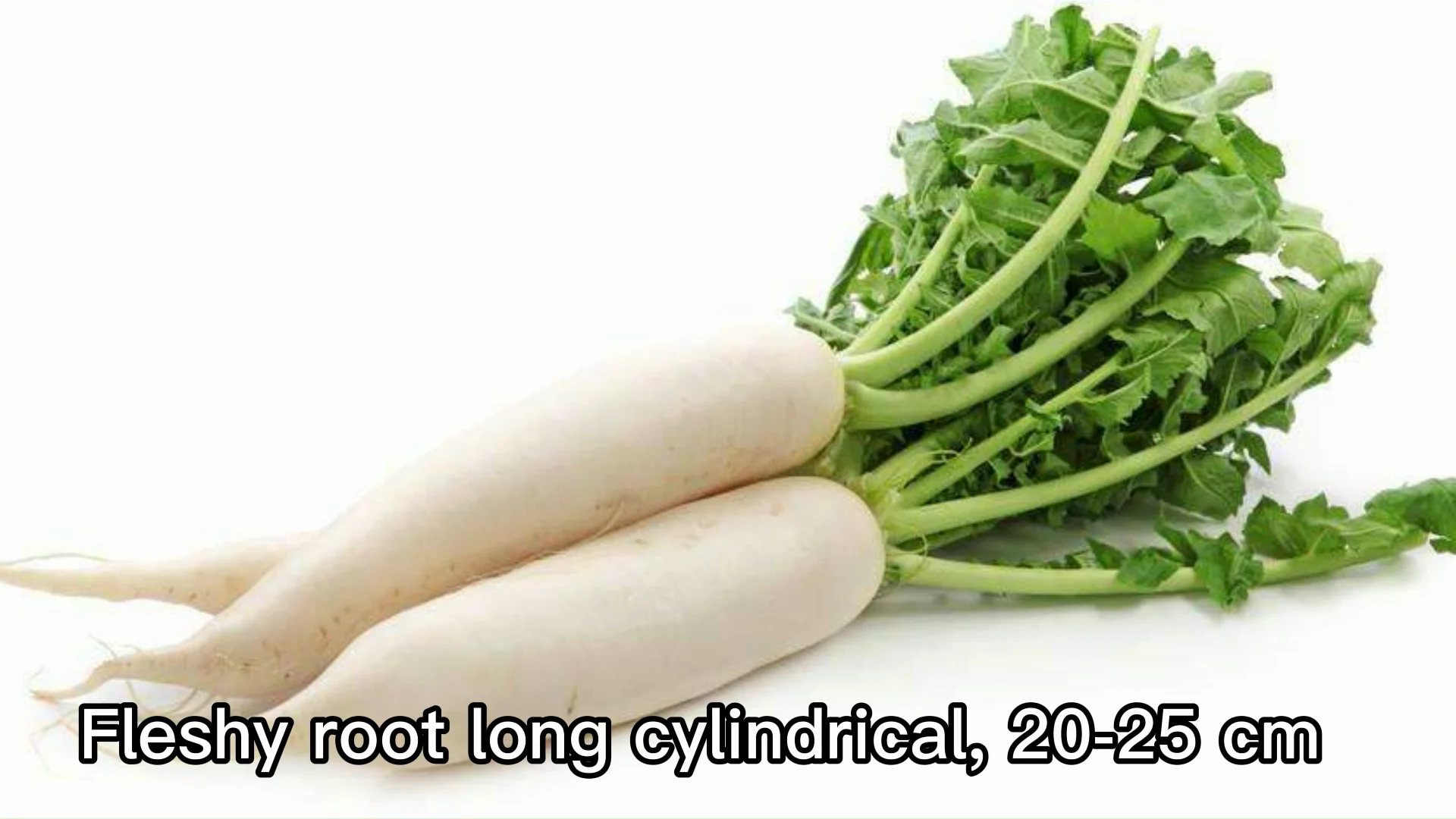 suntoday green vegetable hybrid radish turnip seeds 100gr/bag