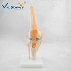 Model Skeleton Model Skeleton Model Of Life-Size Artificial Knee Anatomical Joint