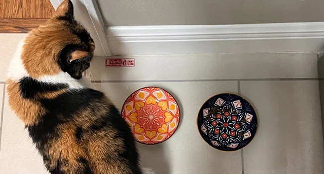 Colorful Cat Bowl