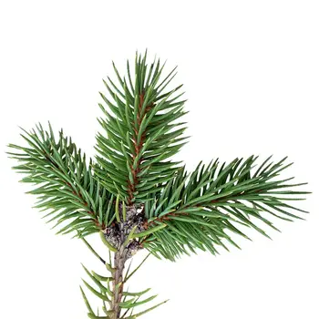 Top Quality Organic Pine Essential Oil Available for Bulk Purchase by SVA Organics