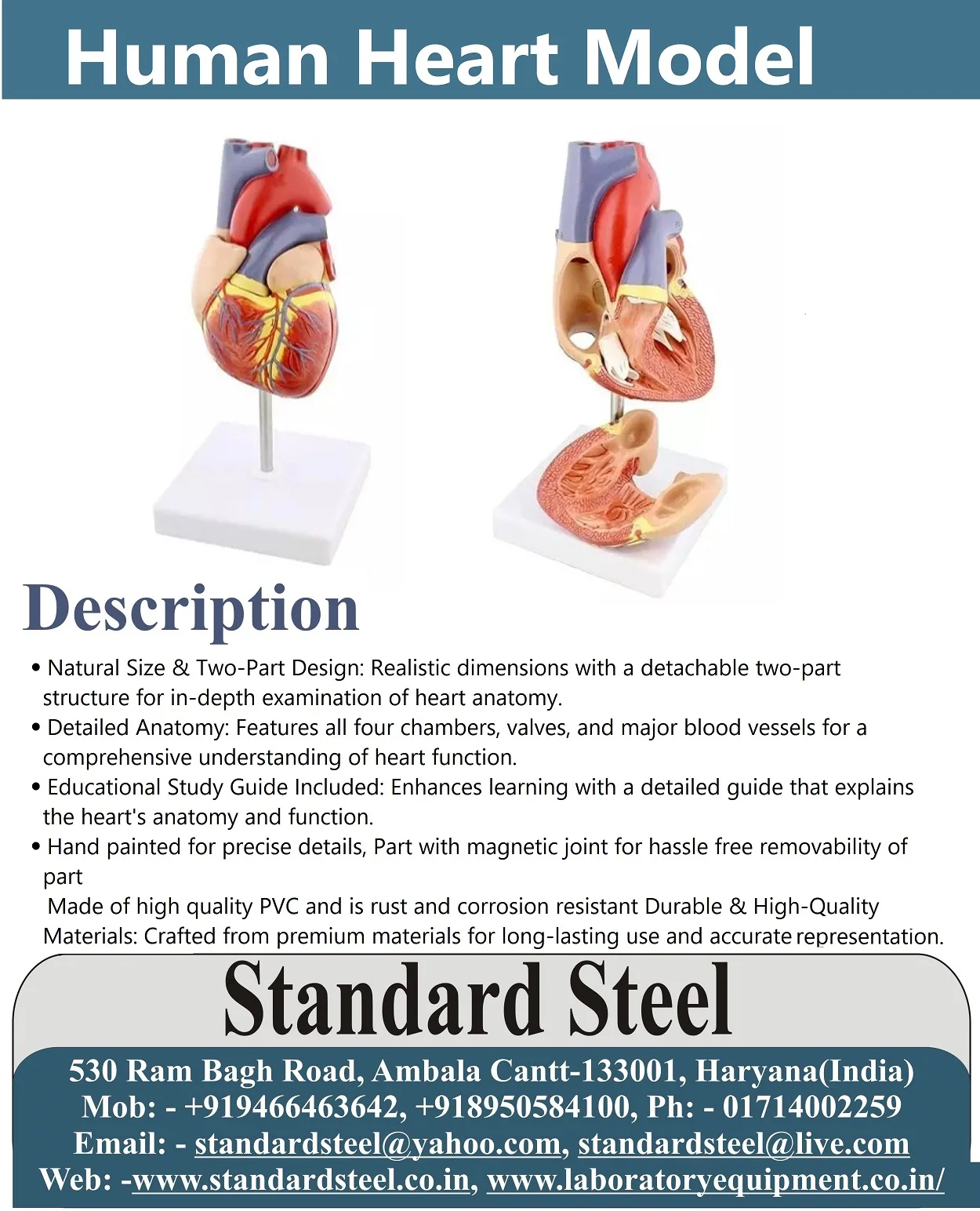 human Heart model 2.jpg