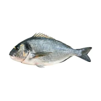 Best Price Fresh & Frozen Sea Bream Fish from Our Farms in Turkey