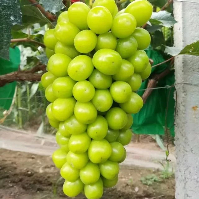 Шайн мускат виноград описание отзывы сорта фото