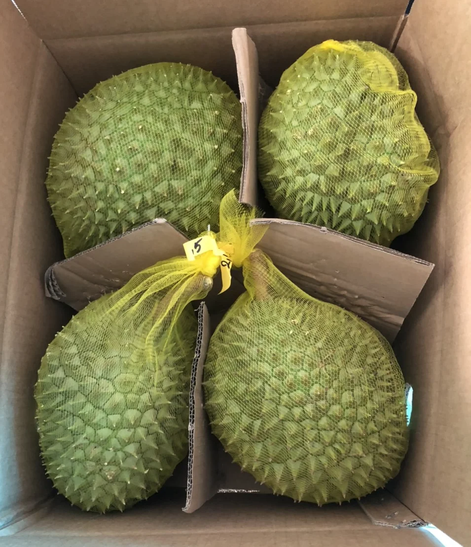 Fresh Durian Fruit Fresh Durian Monthong Frozen Durian Buy Fresh