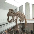 Museum Display Fiberglass Dinosaur Skeleton Replicas