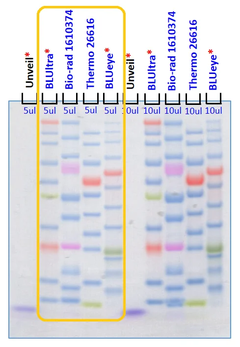 color standards / 5μl lane 4: thermo scientific 26616 pageruler