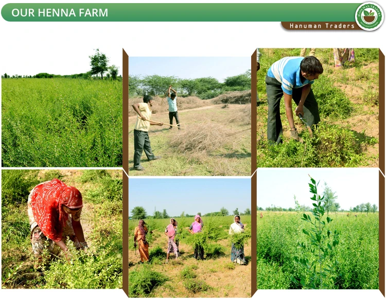 Our-Henna-Farm-1.jpg