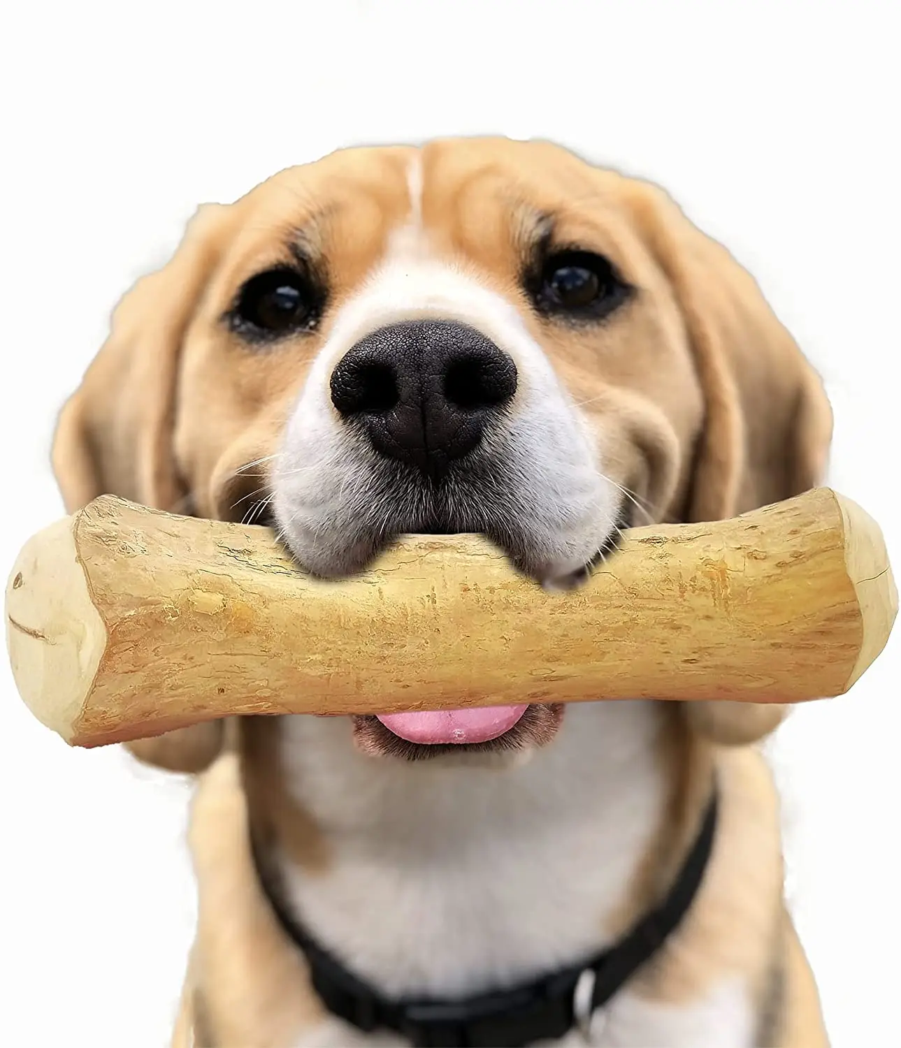 Why Do Dogs Eat Wood