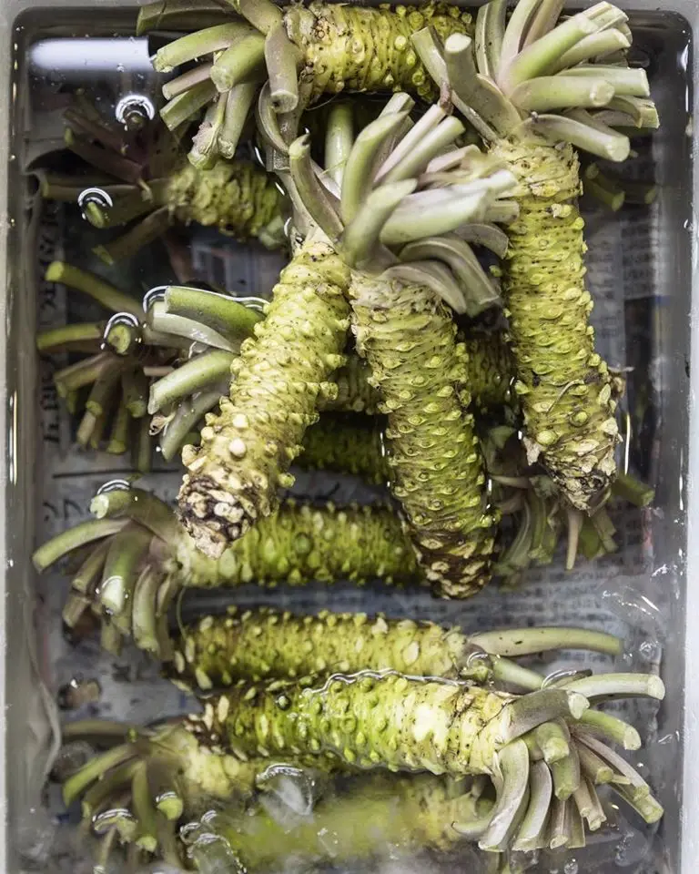 Wasabi Root Buy Wasabi Root Price Wasabi Root From Japan Wasabi Root For Sale Product On Alibaba Com
