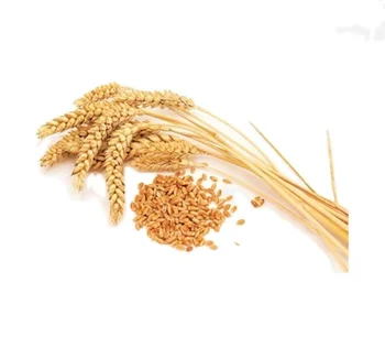 Best Market Price Wheat Grain In Bulk 100% Pure & Nutrition Wheat Grain Buy From Indian Manufacturer