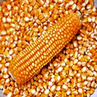 GRADE 1 Non GMO White and Yellow Corn/Maize