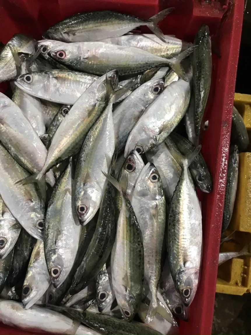 Frozen Sea Fish Indian Mackerel Whole Round Size 4/6 6/8 8/10 From Vietnam