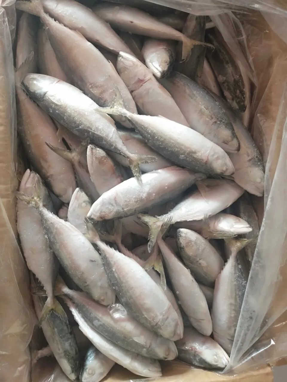 Frozen Sea Fish Indian Mackerel Whole Round Size 4/6 6/8 8/10 From Vietnam