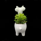 Plants Plants And Succulents New Arrival Cute Animal White Alpaca Ceramics Mini Pot Succulent Plants