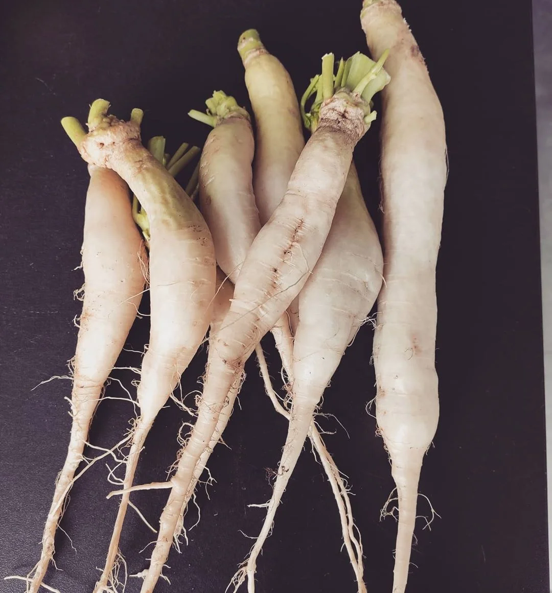 chinese fresh white turnip for sale