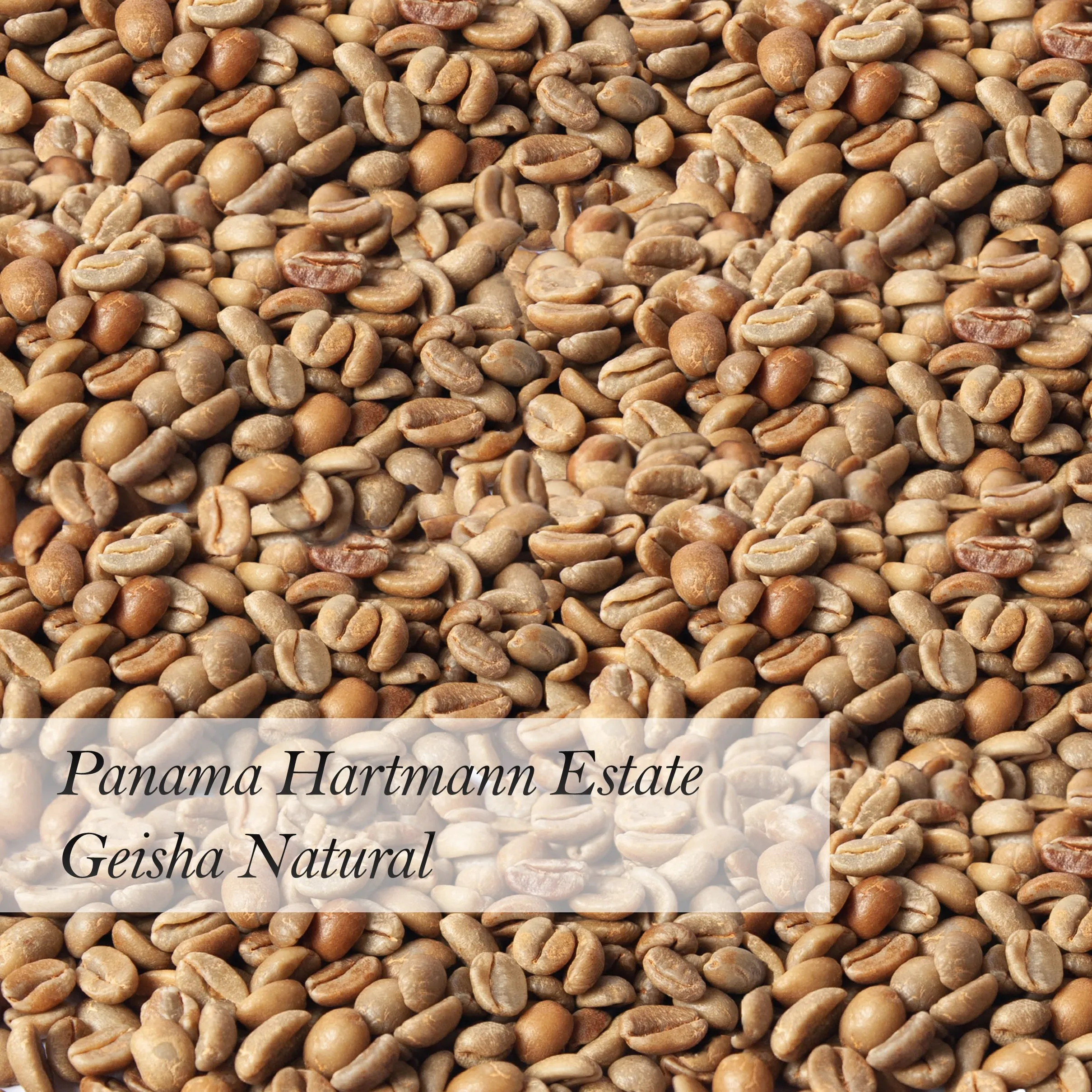 geisha coffee beans price
