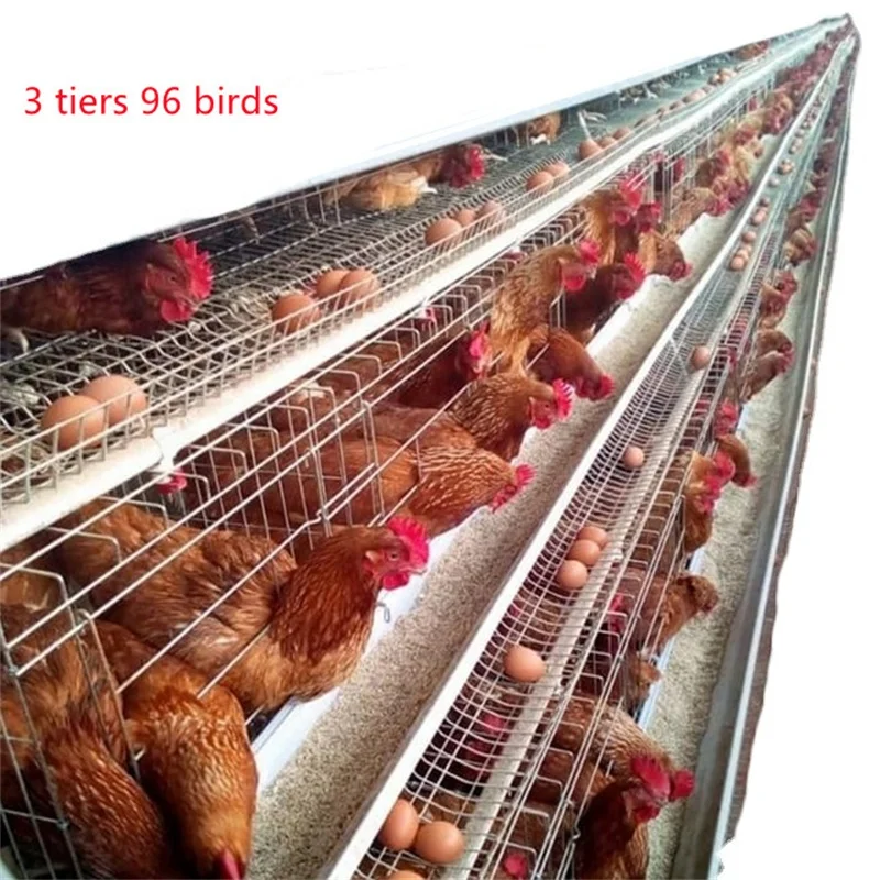 4 Layer 96 Chicken Battery Layer Cage Automatic Egg Collecting For Animal  Farm - Buy Steel Structure Design Battery Cages For Poultry Chicken Layer  Shed With Chicken House,Design Modern Poultry Farm House