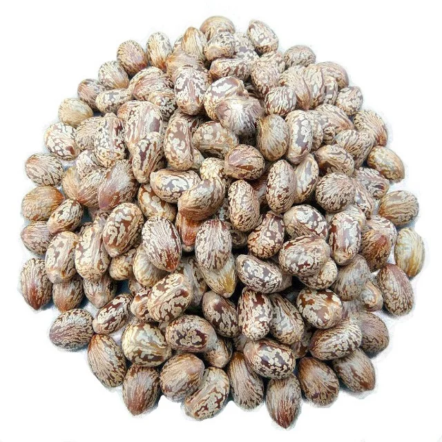 castor seeds high sprouting herb raw castor bean plant seeds