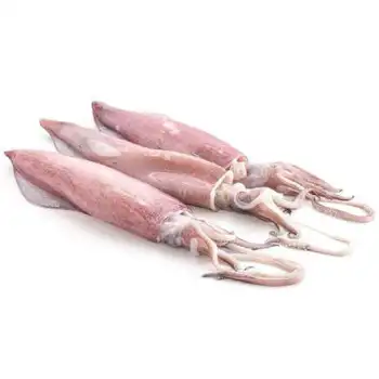 Friendly Seafood Frozen Illex Squid Frozen Squid Squid Frozen Wholesale