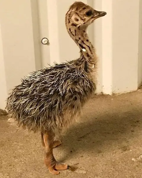 ostrich0