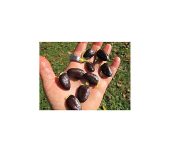 QUALITY REFINED Jatropha Curcas OIL AND SEEDS