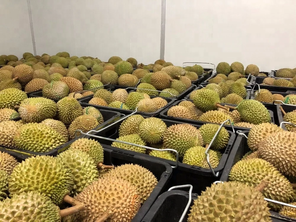 Hot Sale Premium Fresh Musang King Durian D From Malaysia Creamy