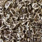 MORINGA SEED BEST QUALITY IN INDIA