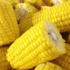 International Corn Corn Corn International Pass BRC China Carton Frozen Sweet Corn Brands With Best Price