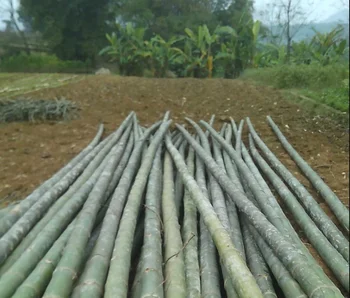 Lowest Price Construction Bamboo poles for Buyer, Importer