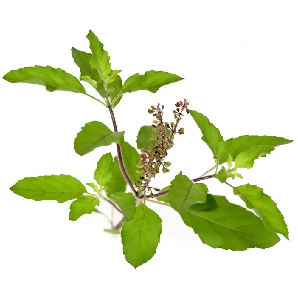 Tulsi powder