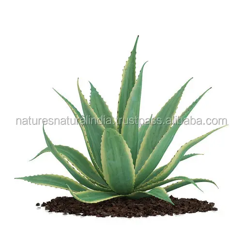 aloe vera gel (pure aloe vera plant extract)