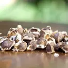 Moringa Oleifera Seeds / Moringa Seed Best Price