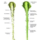 Matcha Smoothie And Matcha Dessert Flavor Add Matcha Te