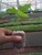 COCO COIR GROW PELLET/COCO PEAT PELLET