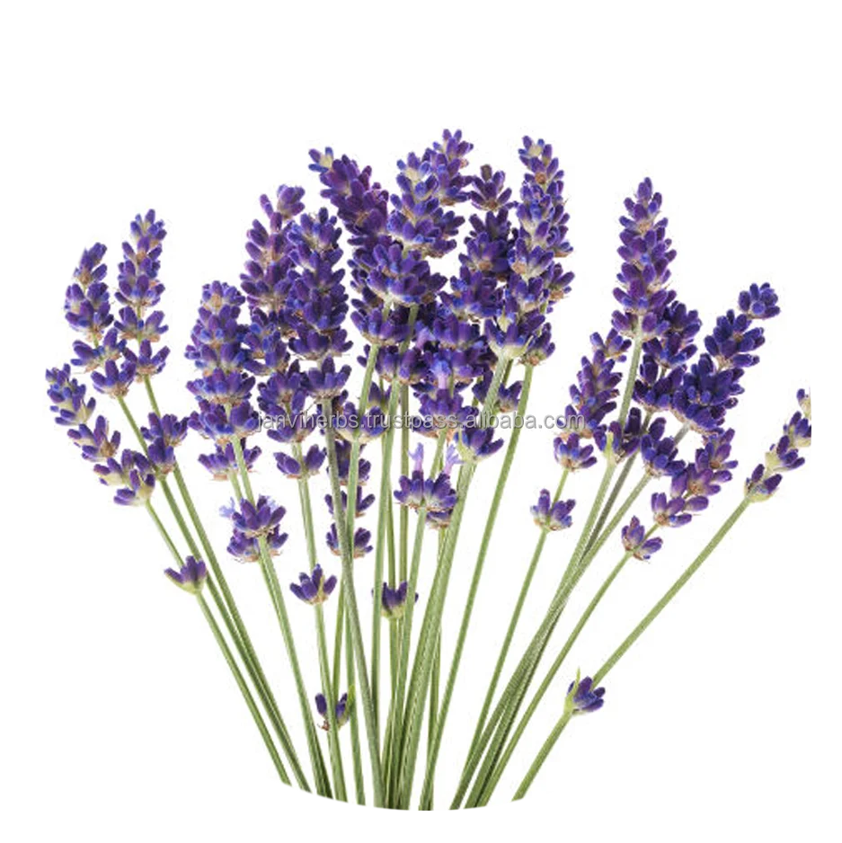 Hot Koop 2020 100 Pure Lavendel Etherische Olie Voor Huidverzorging En Massage Buy Lavendel Essentiele Olie Op Beste Prijs Aromatherapie Lavendel Essentiele Olie Organische Lavendel Etherische Olie Groothandel Leverancier Product On Alibaba Com