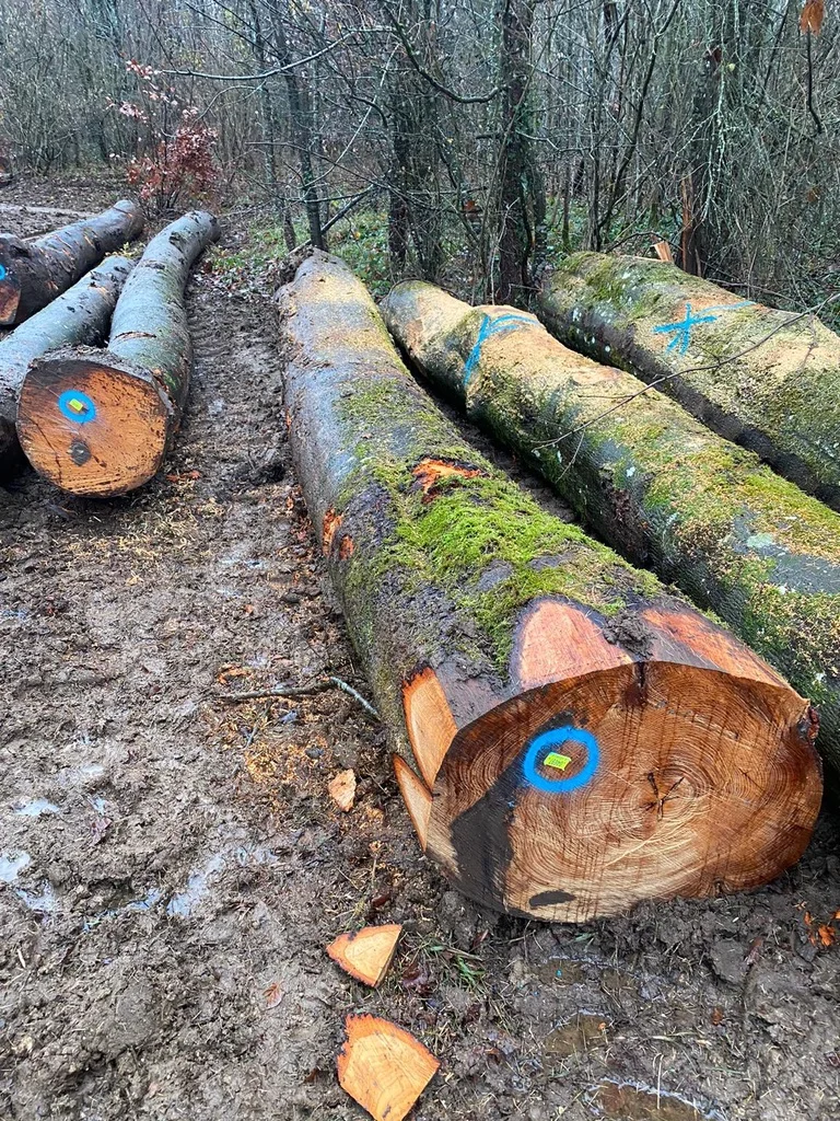 sawn timber near me for sale