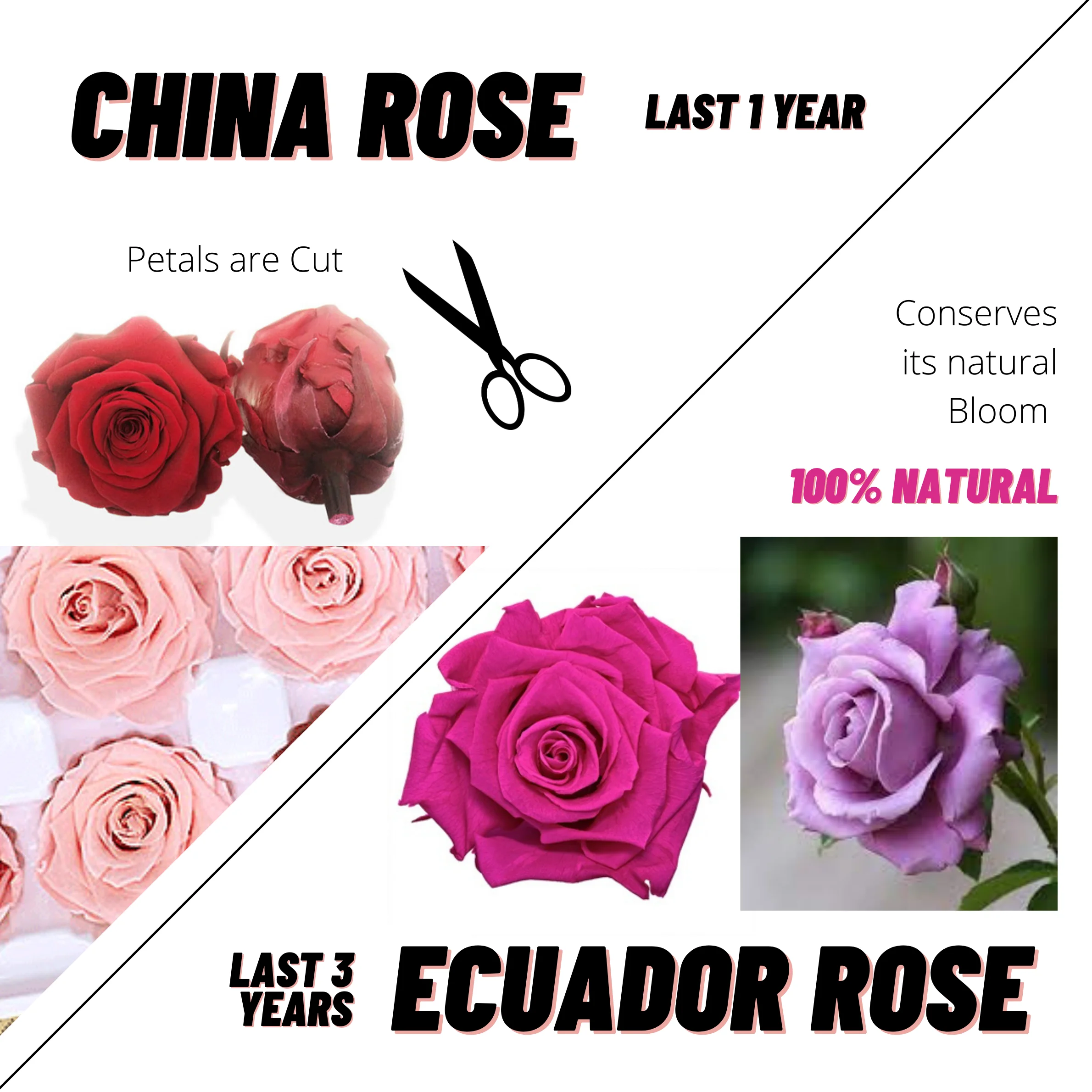 best preserved natural roses best quality 5 year